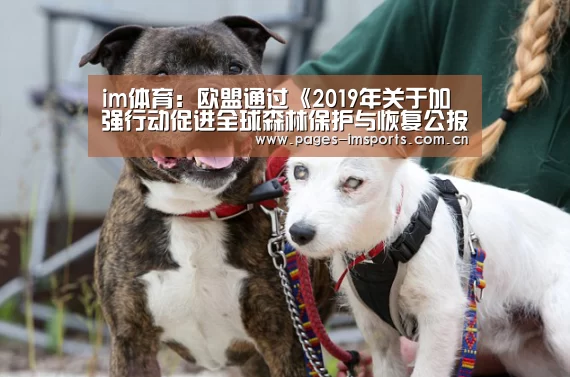 im体育